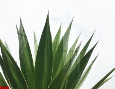 File gốc File tranh gốc in tranh tường nền tổng hợp H32261 (thiết kế) cho in ấn