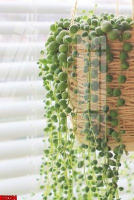 File tranh File tranh gốc in tranh tường nền tổng hợp H32264 (bản gốc) trang trí văn phòng