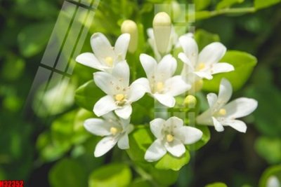 Tải file gốc File tranh gốc in tranh tường nền tổng hợp H32352 (in không vỡ ảnh)