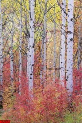 Tải file gốc File tranh gốc in tranh tường nền tổng hợp H32522 dùng cho in ấn