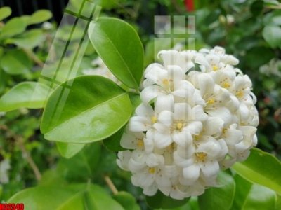 Download file File tranh gốc in tranh tường nền tổng hợp H32549 (chuẩn in) File tranh gốc in tranh tường nền tổng hợp H32549