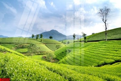 Tải về file gốc File tranh gốc in tranh tường nền tổng hợp H32557 (chuẩn in ấn)