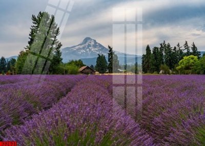 Ảnh gốc File tranh gốc in tranh tường nền tổng hợp H32631 (độ nét cao) in tráng gương