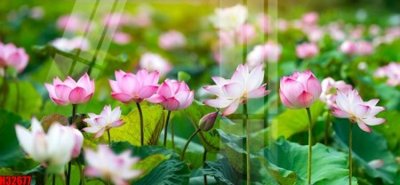 File gốc File tranh gốc in tranh tường nền tổng hợp H32677 (in mica) trang trí