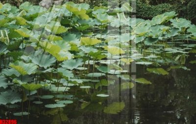 File gốc File tranh gốc in tranh tường nền tổng hợp H32896 (cho in UV) siêu nét