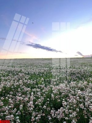 Tệp tin gốc File tranh gốc in tranh tường nền tổng hợp H32912 (chất lượng cao) File tranh gốc in tranh tường nền tổng hợp H32912