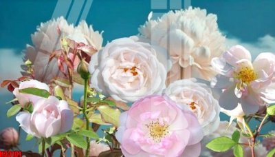 File tranh ảnh gốc File tranh gốc in tranh tường nền tổng hợp H33101 dùng cho in khổ lớn