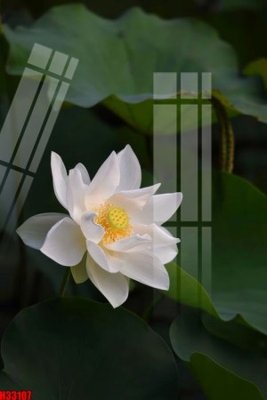 File tranh gốc File tranh gốc in tranh tường nền tổng hợp H33107 (bản đẹp) độc quyền