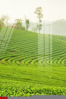 Chi tiết file ảnh File tranh gốc in tranh tường nền tổng hợp H33114 sắc nét