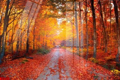 File gốc in ấn File tranh gốc in tranh tường nền tổng hợp H33124 chất lượng vượt trội