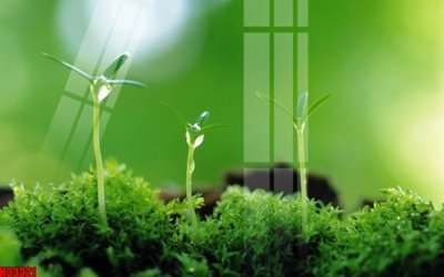 File ảnh File tranh gốc in tranh tường nền tổng hợp H33321 (gốc) trang trí khách sạn