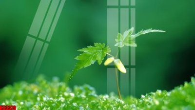 File gốc File tranh gốc in tranh tường nền tổng hợp H33379 (in mica) cắt laser