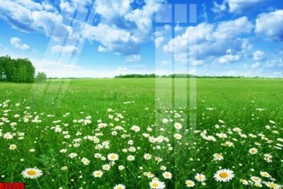 File tranh File tranh gốc in tranh tường nền tổng hợp H33505 (gốc) in trên kính