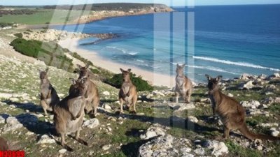 Ảnh gốc file in lụa File tranh gốc in tranh tường nền tổng hợp H33699 chi tiết