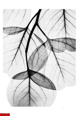 Tải file File tranh gốc in tranh tường nền tổng hợp H33848 (ảnh gốc) in tráng gương