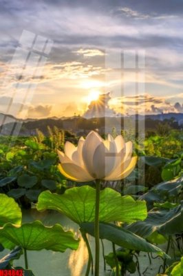 File gốc in ấn File tranh gốc in tranh tường nền tổng hợp H34842 độ phân giải cao