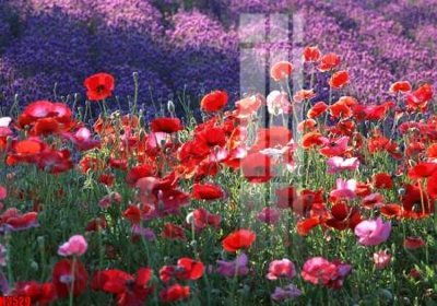 Tải file gốc File tranh decor tranh bộ treo tường tổng hợp H3529 (bản PSD) chỉnh sửa được