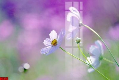 File tranh File tranh decor tranh bộ treo tường tổng hợp H3542 (gốc) chủ đề tĩnh vật