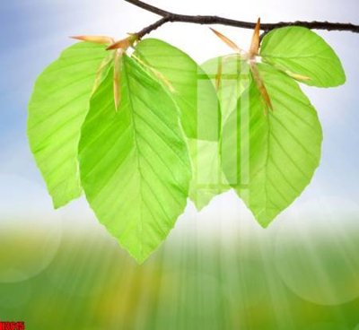 File in trần File tranh decor tranh bộ treo tường tổng hợp H3615 (file gốc) xuyên sáng