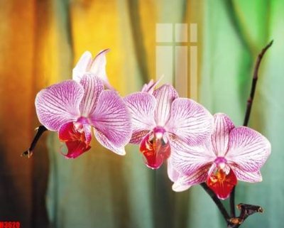 File gốc File tranh decor tranh bộ treo tường tổng hợp H3620 (in tráng gương) hiện đại