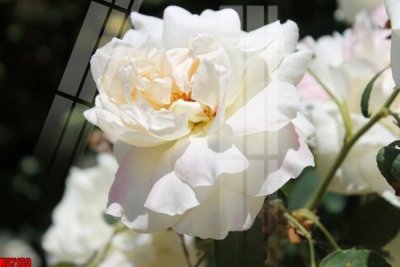 Download file gốc File tranh gốc in tranh tường nền tổng hợp H37133 (độ nét cao)