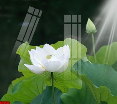 Tải file File tranh gốc in tranh tường nền tổng hợp H38130 (gốc) làm file tranh quảng cáo