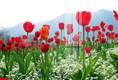 Tải file File tranh decor tranh bộ treo tường tổng hợp H3943 (ảnh gốc) file TIFF