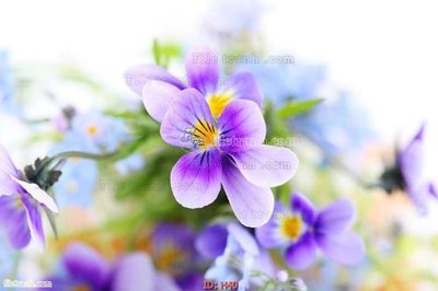 Download file gốc file tranh hoa H40 (độ nét cao)