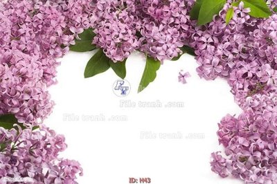 Tải file file tranh hoa H43 (gốc) làm tranh treo tường