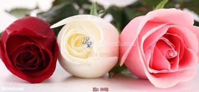 Download file tranh file tranh hoa H48 (file gốc PSD)