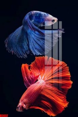 Tải file File tranh decor tranh bộ treo tường tổng hợp H5657 (ảnh gốc) 300dpi File tranh decor tranh bộ treo tường tổng hợp H5657