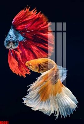 Tải file File tranh decor tranh bộ treo tường tổng hợp H5661 (gốc) in ấn chất lượng