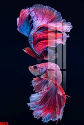 File PSD File tranh decor tranh bộ treo tường tổng hợp H5673 (gốc) cho in quảng cáo