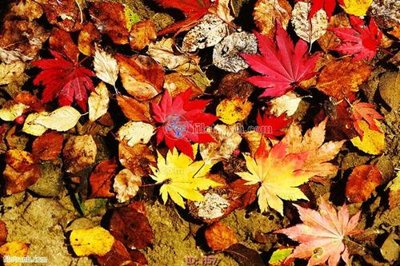 File tranh file tranh hoa H57 (gốc) chủ đề trừu tượng