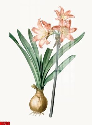 File in trần file tranh tổng hợp H6736 (bản gốc) đại dương