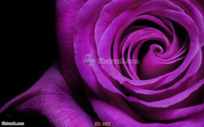 File tranh file tranh hoa H69 (gốc) chủ đề trừu tượng