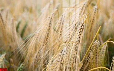 File ảnh File tranh gốc in tranh tường nền tổng hợp H7311 (gốc) in poster