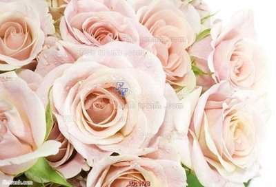 Tải file file tranh hoa H78 (ảnh gốc) độ phân giải 300dpi