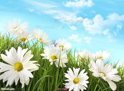 File tranh file tranh hoa H80 (bản gốc) trang trí văn phòng