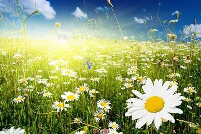 File tranh gốc file tranh hoa H82 (bản đẹp) độc quyền