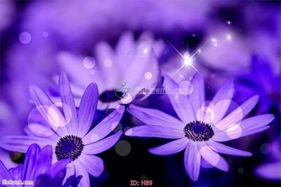 File gốc file tranh hoa H89 (AI/EPS) cho in ấn