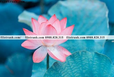 File tranh Hinh anh hoa sen dep 661 (ảnh gốc) sắc nét hoàn hảo