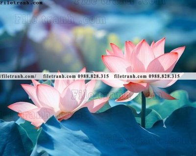 File gốc Hinh anh hoa sen dep 667 (dành cho quảng cáo)
