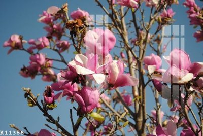 File tranh File gốc in tranh tổng hợp K11386 (file gốc) chuẩn màu in