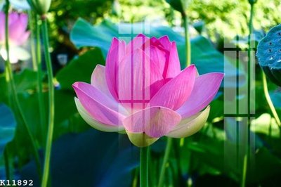 Tệp tin gốc File gốc in tranh tổng hợp K11892 (chất lượng) File gốc in tranh tổng hợp K11892