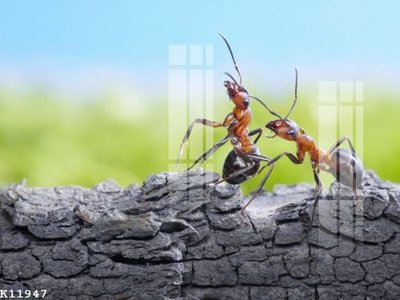 Tải file gốc File gốc in tranh tổng hợp K11947 (in bạt) quảng cáo