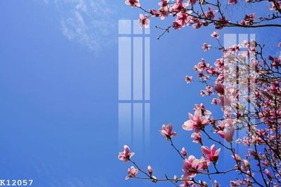 File tranh File gốc in tranh tổng hợp K12057 (gốc) chủ đề động vật