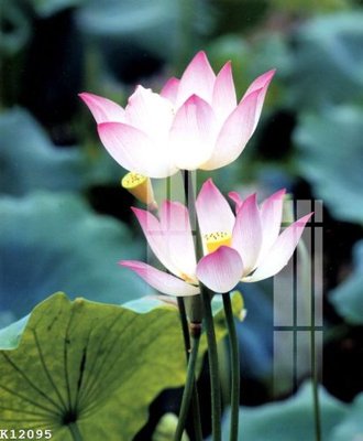 Download file File gốc in tranh tổng hợp K12095 (gốc) in mica đèn LED