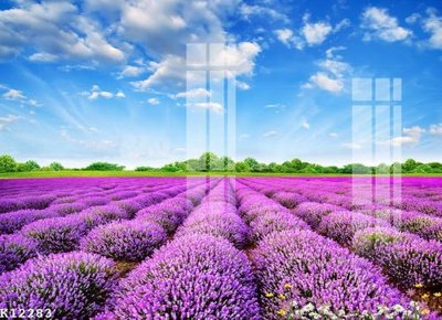 File tranh File gốc in tranh tổng hợp K12283 (ảnh gốc) in trần 3D