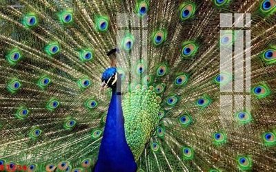 Download file gốc File gốc in tranh tổng hợp K1234 (in mica) trong suốt